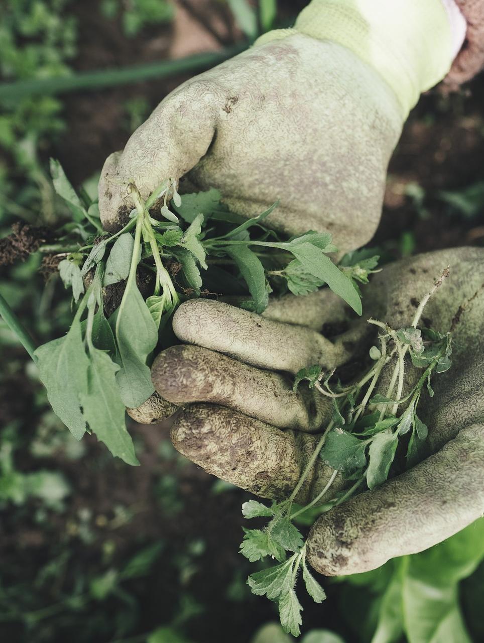 hands in gardening gloves holding plants